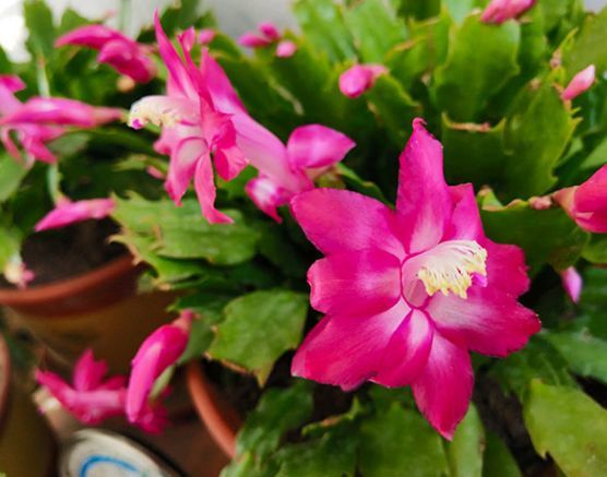 家里养这几种花 整个冬天开花不断 腾讯新闻