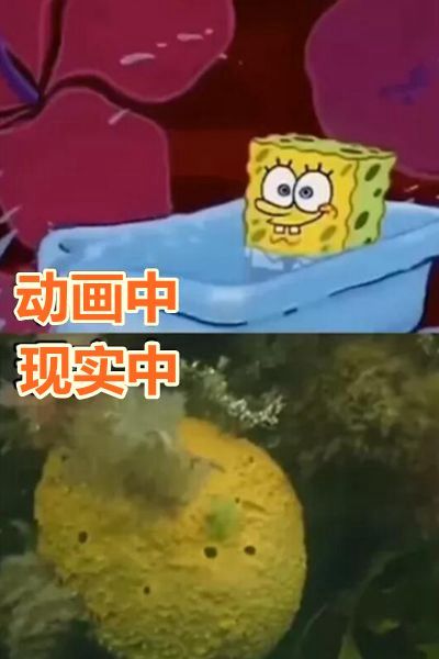 "海绵宝宝"动画vs现实,蟹老板太搞笑,看到海绵宝宝疯了