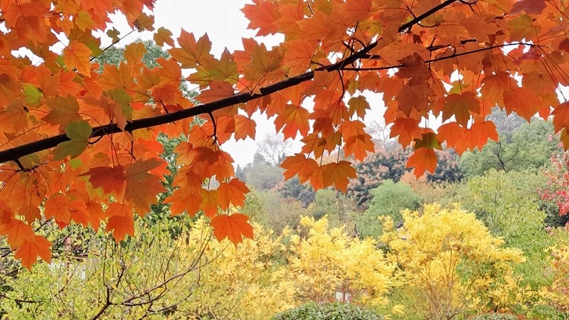 黃鶴樓東門附近蛇山公園的銀杏黃楓樹紅之一多彩楓樹