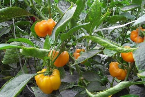 彩椒进入花期,肥水一定要跟上,这样果实才能生长的好.