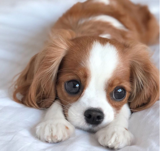 一只凭颜值吸粉的小狗,奶萌可爱极了,网友:糟糕,是心动的感觉