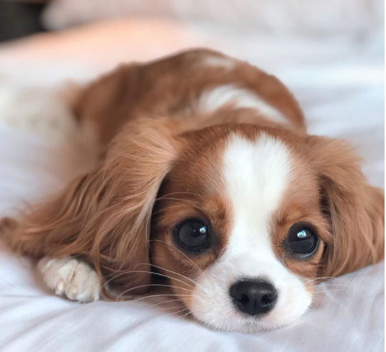 一只凭颜值吸粉的小狗,奶萌可爱极了,网友:糟糕,是心动的感觉