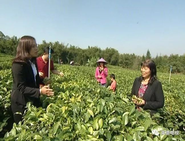 稀奇 英德这里的茶叶居然是听着音乐长大的 那是什么味道呢 腾讯新闻