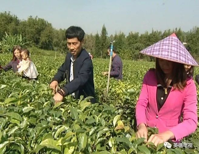 稀奇 英德这里的茶叶居然是听着音乐长大的 那是什么味道呢 腾讯新闻