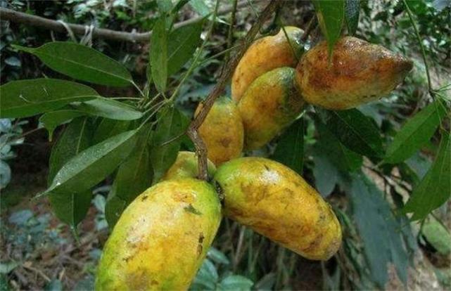 它长得既像香蕉,又像芒果,一斤10元供不应求,农民却不敢种植|野木瓜