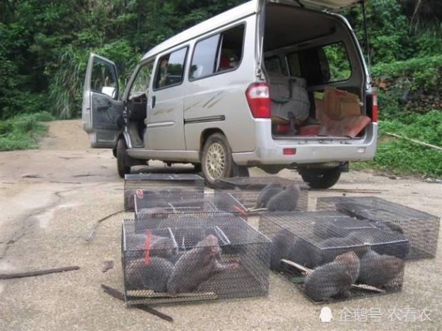 从今年的鼠类来看,从田鼠到山鼠再到被广泛养殖的竹鼠,个个都在不断