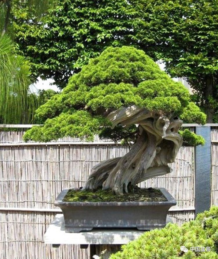 独特的盆景世界 日本小伙真敢想 腾讯新闻