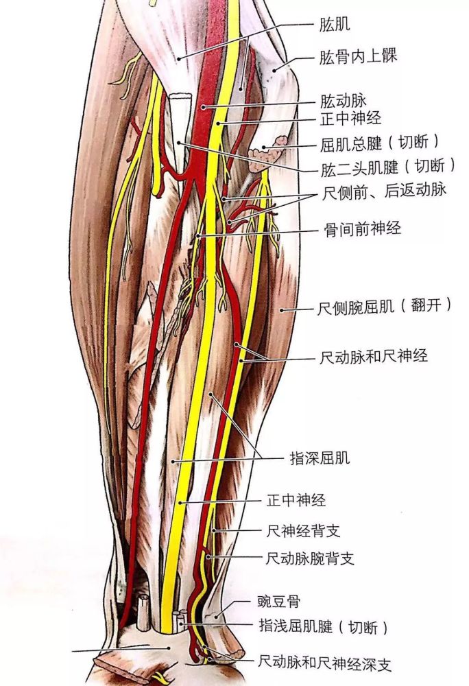 行至前臂前內側,伴尺動脈於尺側腕屈肌與指深屈肌之間下行,至橈腕