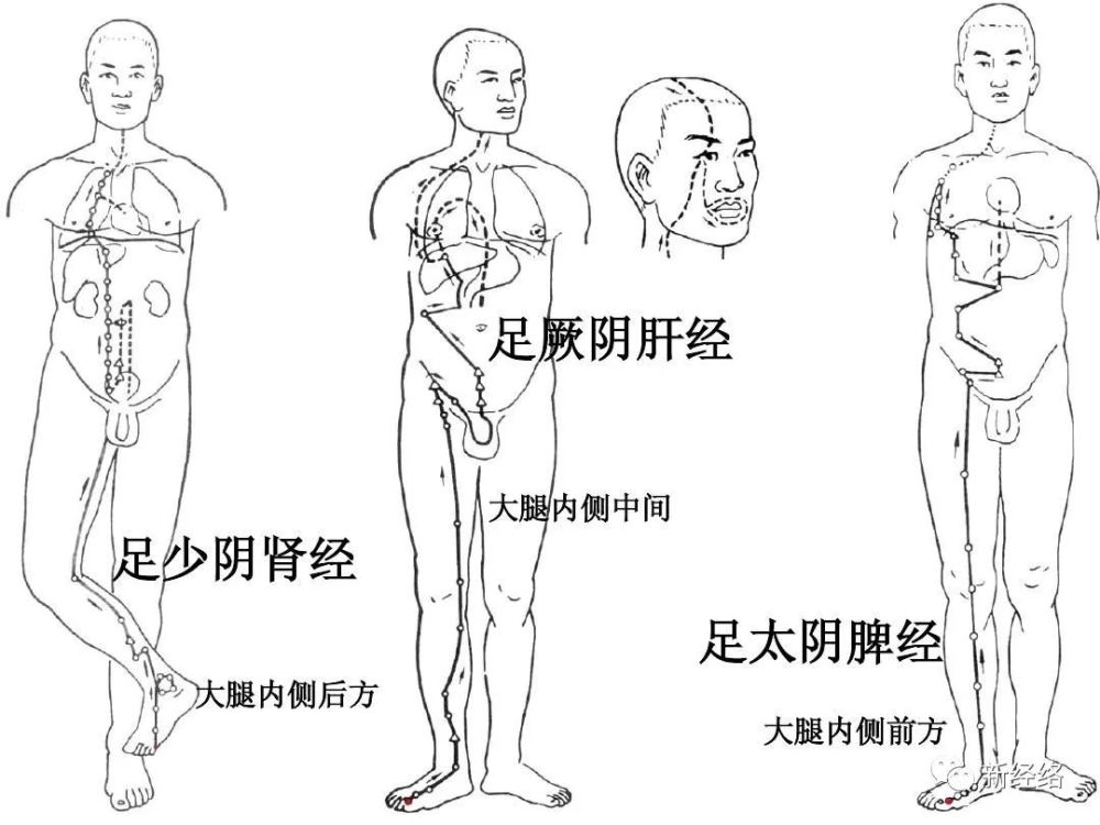 足太阴脾经(3)重点拍打阴陵泉,三阴交,神门穴位,可微微出痧.