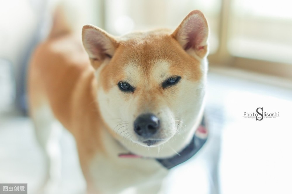 狗狗饮水也很重要。从喝什么水到喝多少水,狗