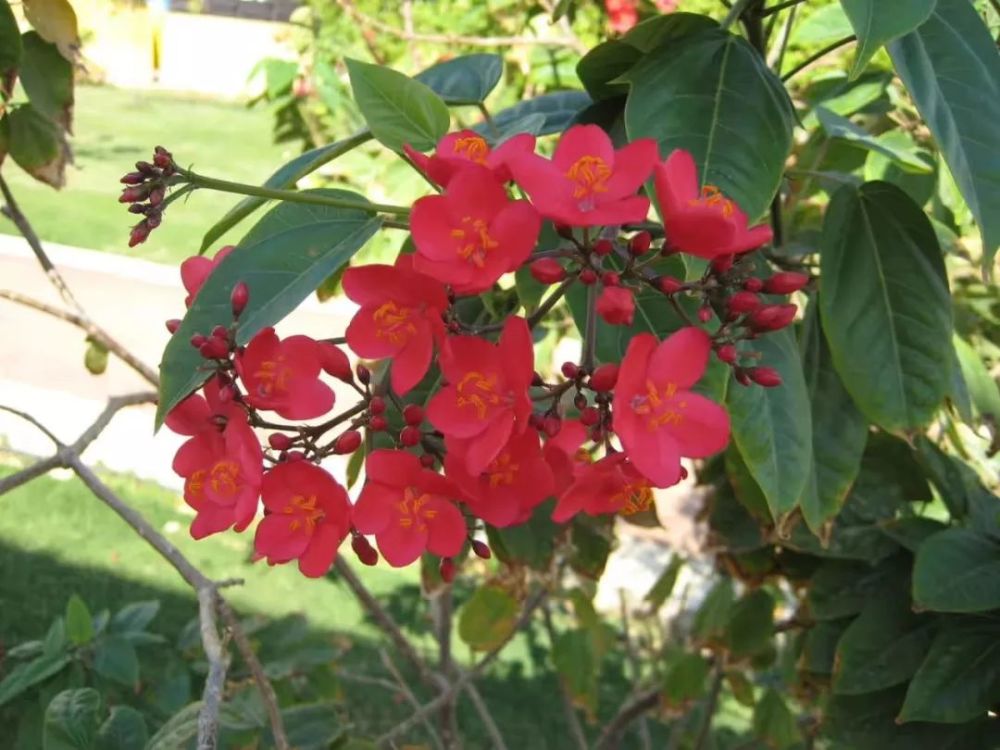 琴叶珊瑚养好了 四季有花看 能不断采收种子 还可培育幼苗 腾讯新闻