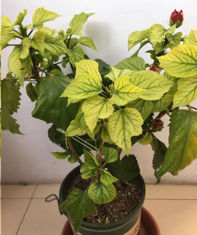 每日一问:扶桑花出现大量黄叶怎么回事?