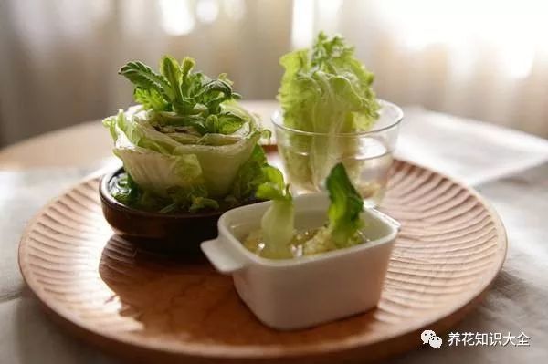 5种吃剩的菜根别丢 不花一分钱也能有漂亮的小盆栽 比花还漂亮 腾讯新闻