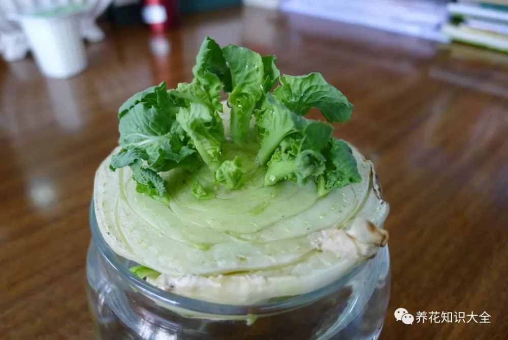 5种吃剩的菜根别丢 不花一分钱也能有漂亮的小盆栽 比花还漂亮 腾讯新闻