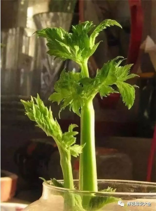 5种吃剩的菜根别丢,不花一分钱也能有漂亮的小盆栽,比花还漂亮!