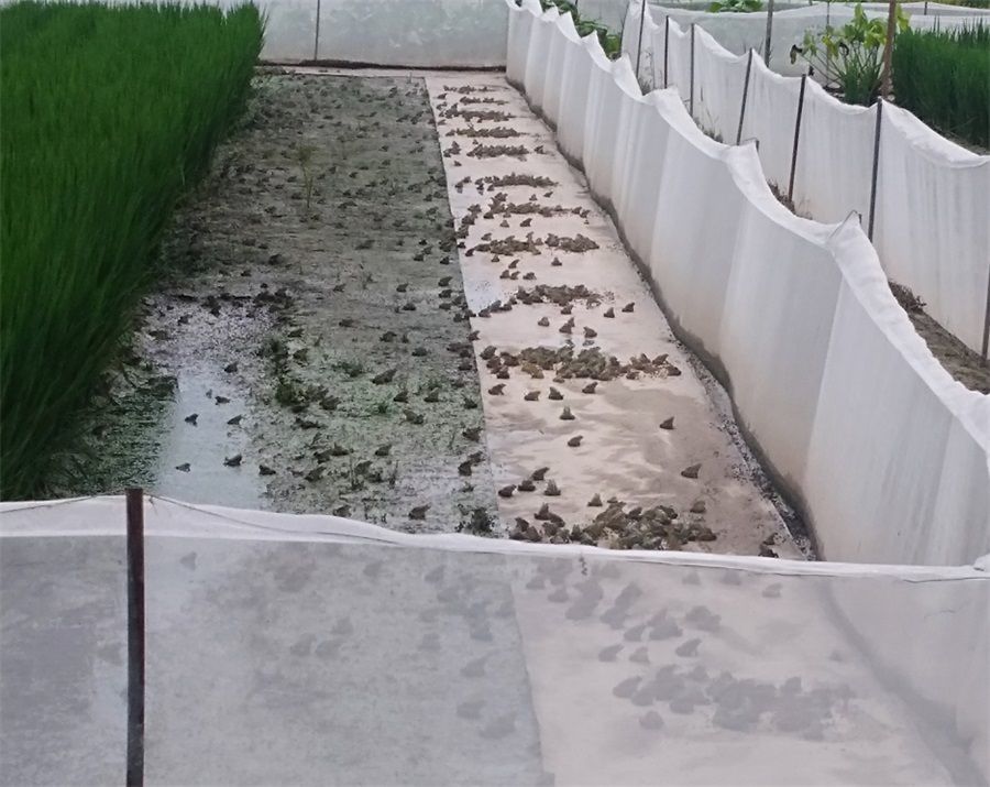 虎纹蛙养殖利润 养殖虎纹蛙需要办什么证件