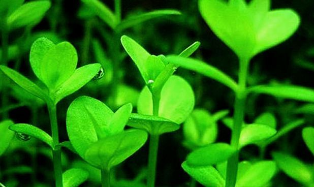 水草小百科——大对叶