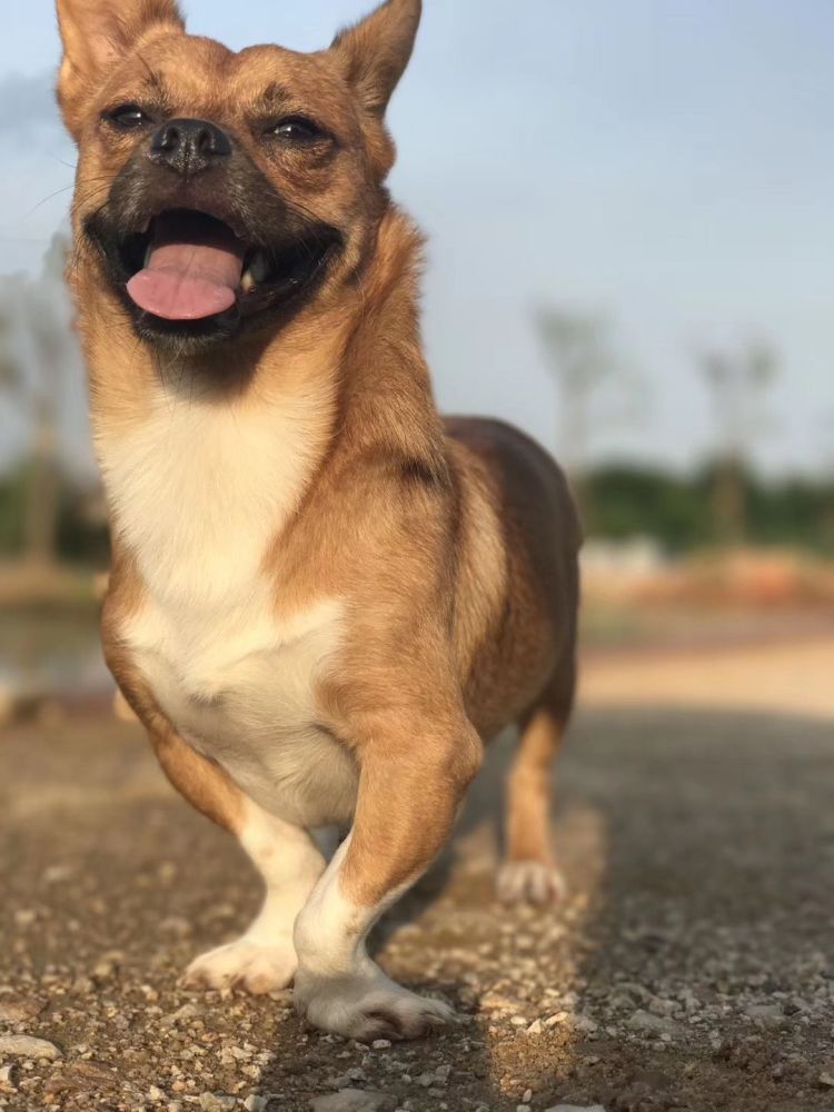 伤人罚5000,超养一只罚1000!佛山狗主请注意