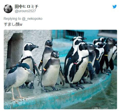 日推網友動物園驚現「假企鵝」,它們到底是什麼動物?