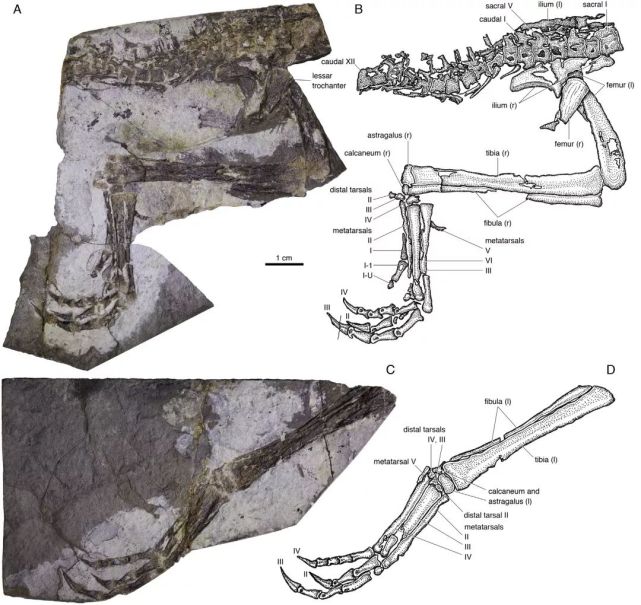 英良迅猛龙化石标本