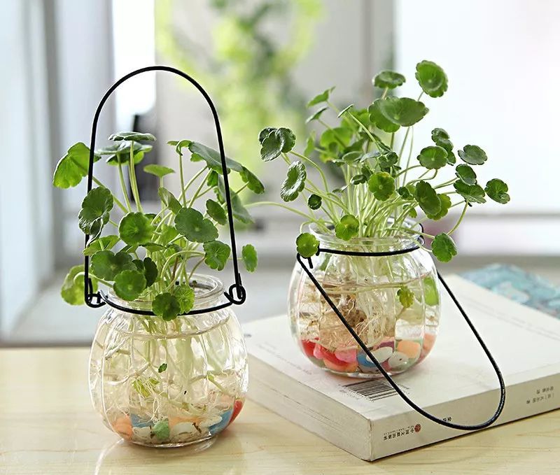 这四种花放水里就生根 轻轻松松养爆盆 腾讯新闻