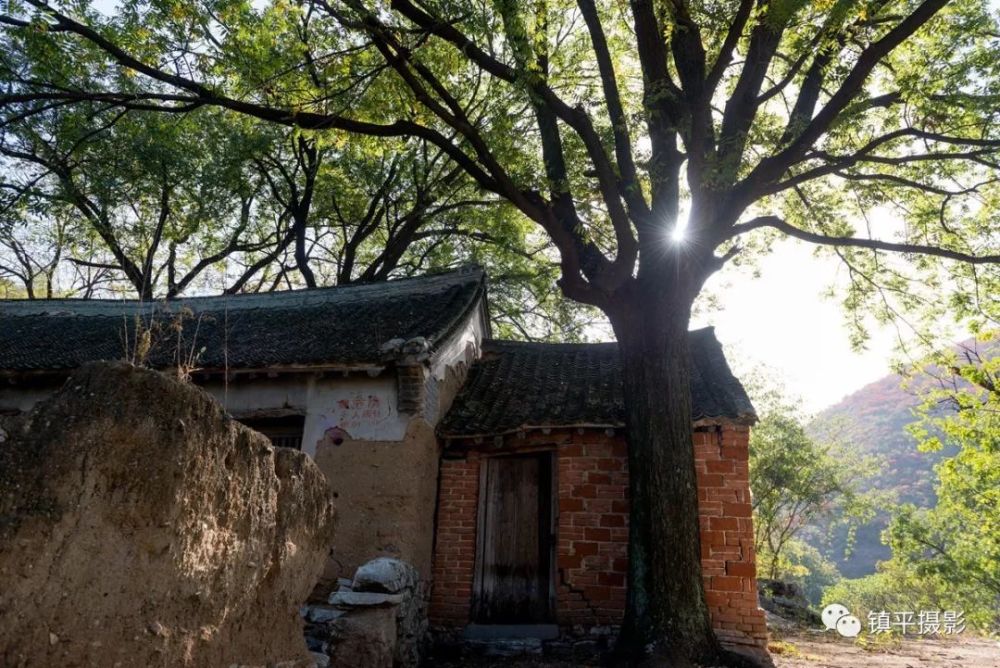 石屋沟标志性的古黄楝树,像一对相濡以沫的老人,相知,相依.