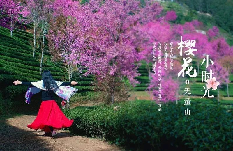 云南无量山樱花谷两日游 11月22日花讯 腾讯新闻
