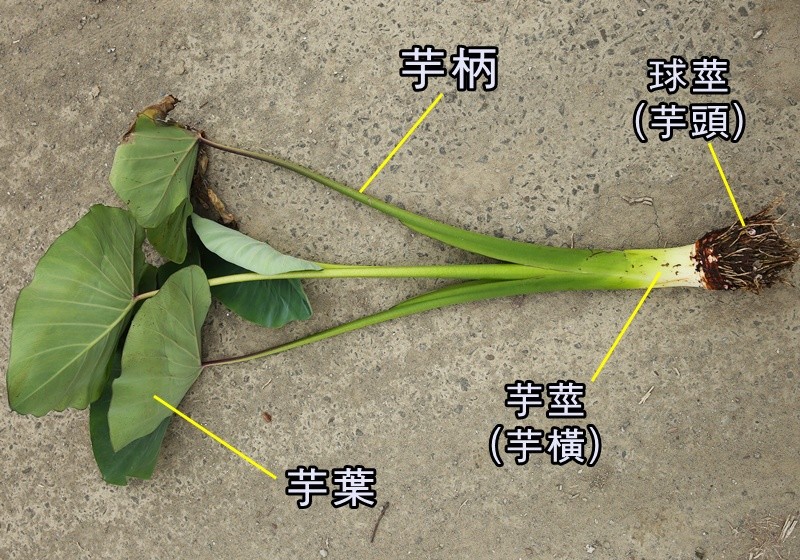 原来芋头不只一种 口感大不同 挑选时要注意 腾讯新闻