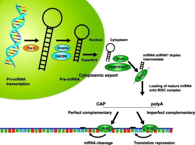 mirna是一类转录后可以调节多种基因表达的短片段非编码 rna.