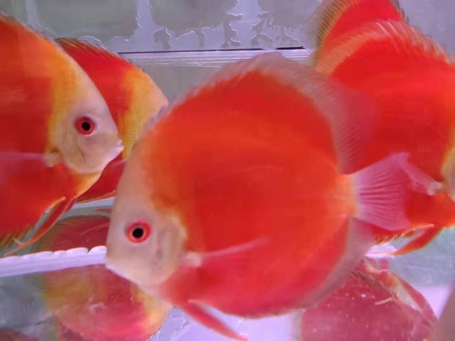 都说饲养七彩神仙鱼，需要一定养功，什么才是饲养它们的养功呢？_腾讯新闻