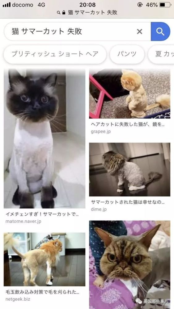 手欠上网搜了下 猫剃毛失败 结果仿佛打开异世界大门啊 腾讯新闻