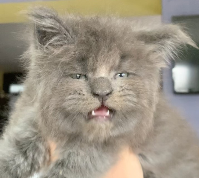 最古老品种猫咪天生臭脸,表情很有戏独特萌感,让人都想当铲屎官