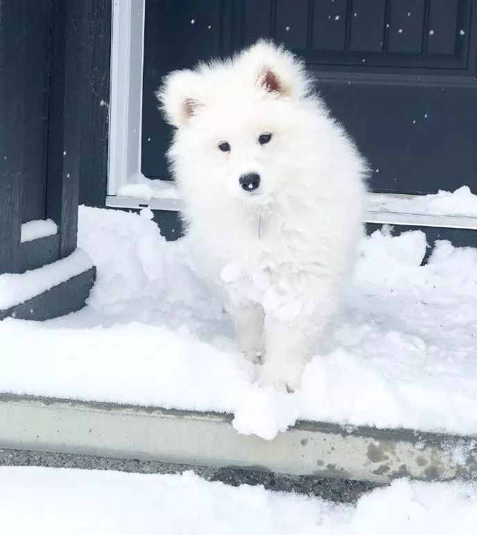 玩雪玩到胸前綴滿了雪球~在薩摩耶的襯托下,雪花顯得更加純潔無瑕