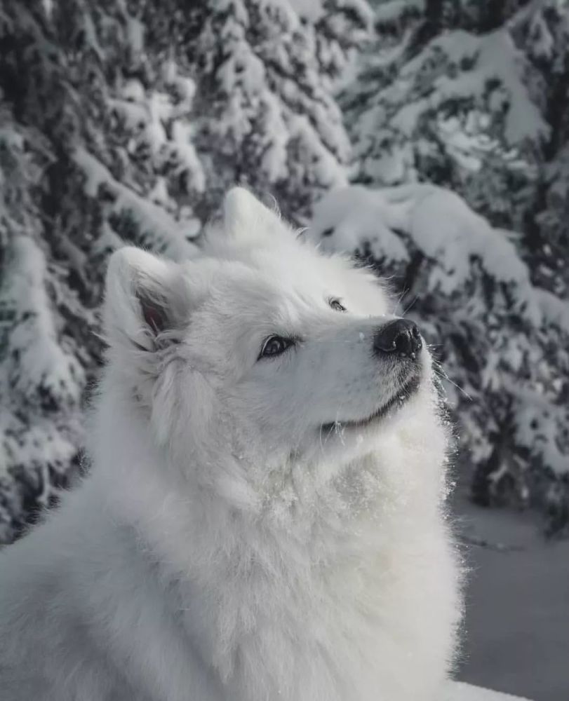 "这到底是是萨摩耶?还是小精灵!