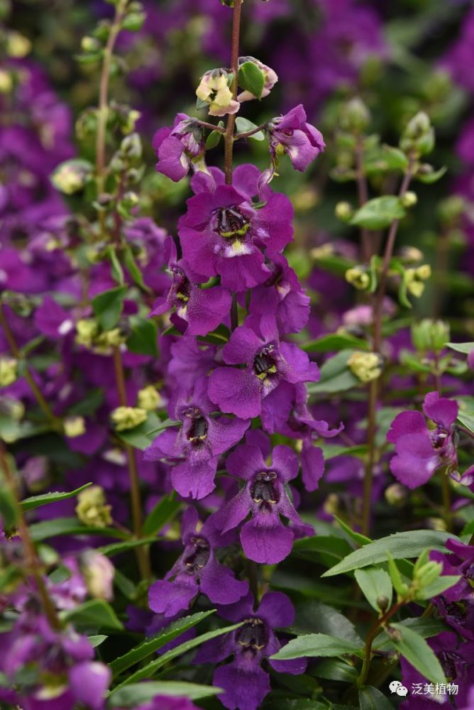 香彩雀 热曲系列改良紫色