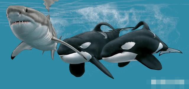 虎鲸有天敌吗?它是一种什么样的动物?这几点大多数人都不知道!