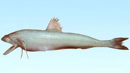 虾孱:舟山人民赋予的独特外号~棉花鱼:雪白柔软的身躯与少女心碰撞出