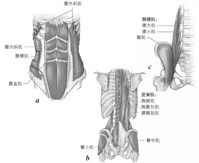 俄罗斯旋转腹肌图解图片