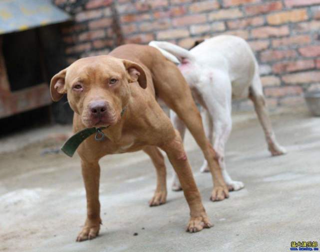 比特犬堪稱最強猛犬,土耳其坎高犬才是單挑之王,藏獒都不是對手