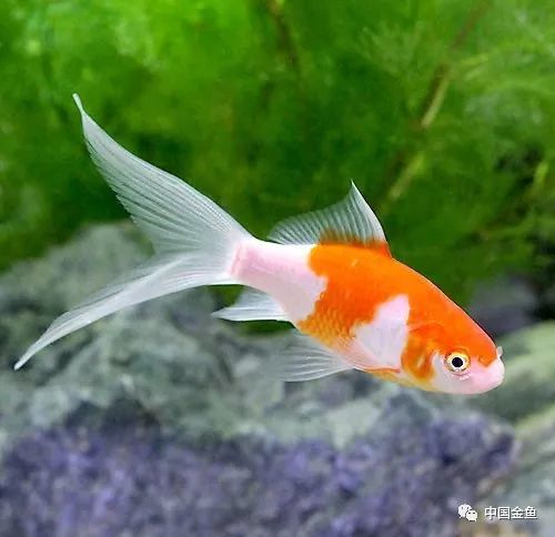 领略世界各国最美的金鱼品种 腾讯新闻