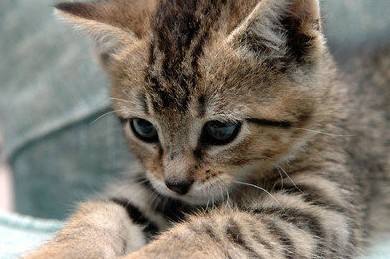 最美狸花猫 你有没有养呢 说说你养狸花的体验吧 腾讯新闻