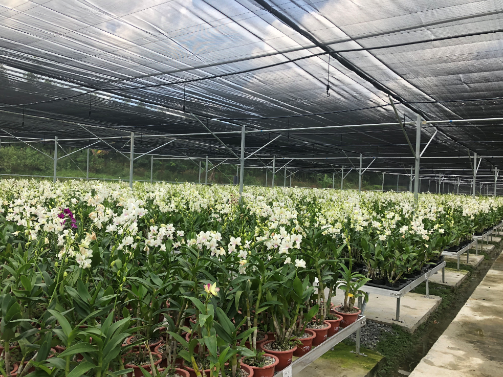 白沙打安兰花基地花开正盛 务工农户洋溢着幸福的笑容