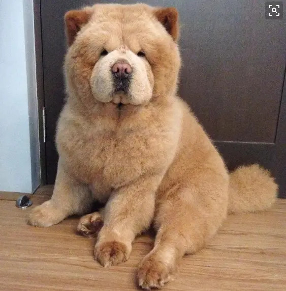 新手挑选纯种松狮犬须知三个小知识 腾讯新闻