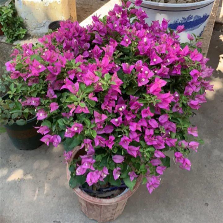 5种花 冬天忍一忍 别换盆 免得活不过一个周 腾讯新闻