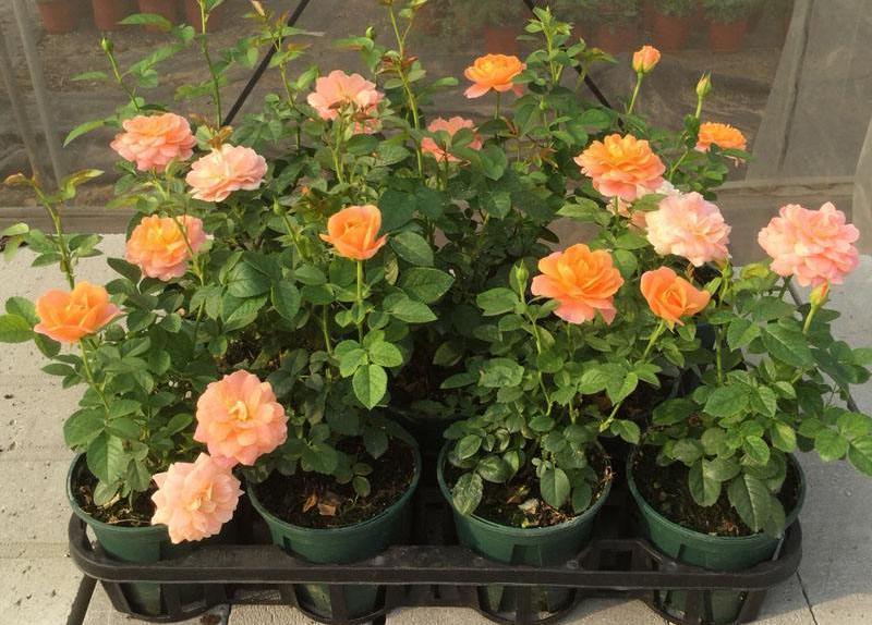 冬天室内养 3种花 再冷都能开花 花期长 花色艳 你养了吗 腾讯新闻