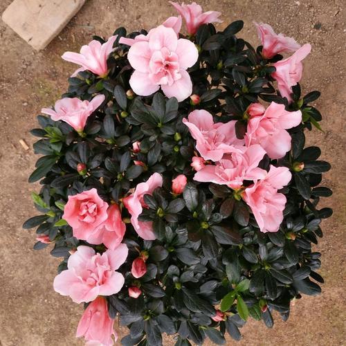 冬天室内养 3种花 再冷都能开花 花期长 花色艳 你养了吗 腾讯新闻