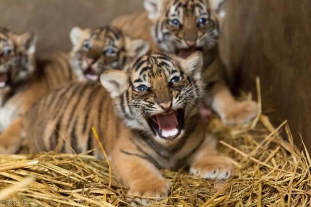 动物园新出生的四胞胎小老虎满月啦萌照在此