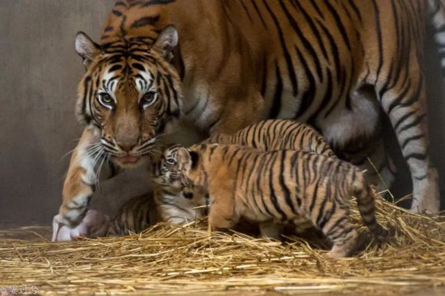 动物园新出生的四胞胎小老虎满月啦萌照在此