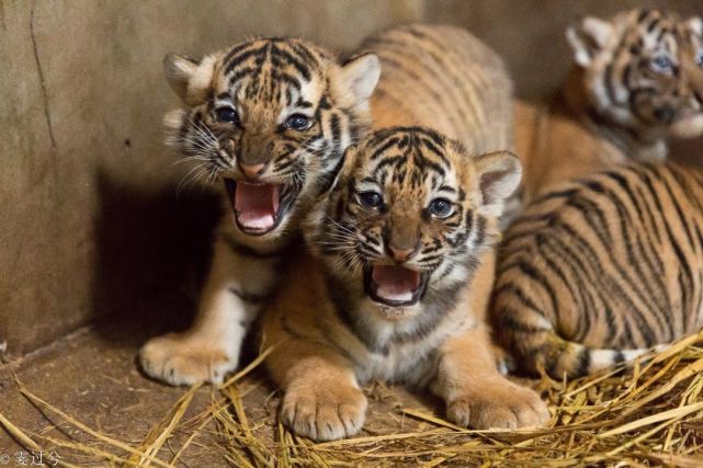 动物园新出生的四胞胎小老虎满月啦萌照在此