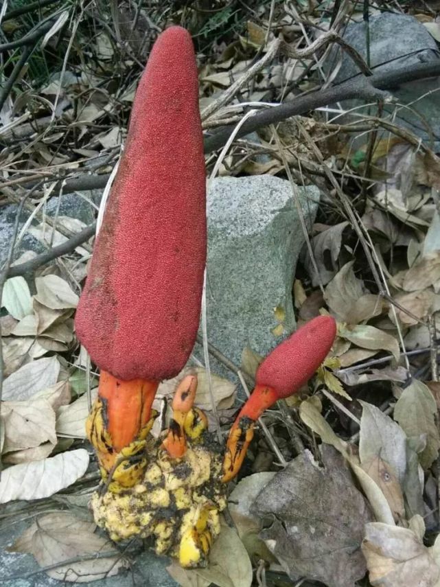 农村一种野草,人称回春草,城里300元一斤都买不到